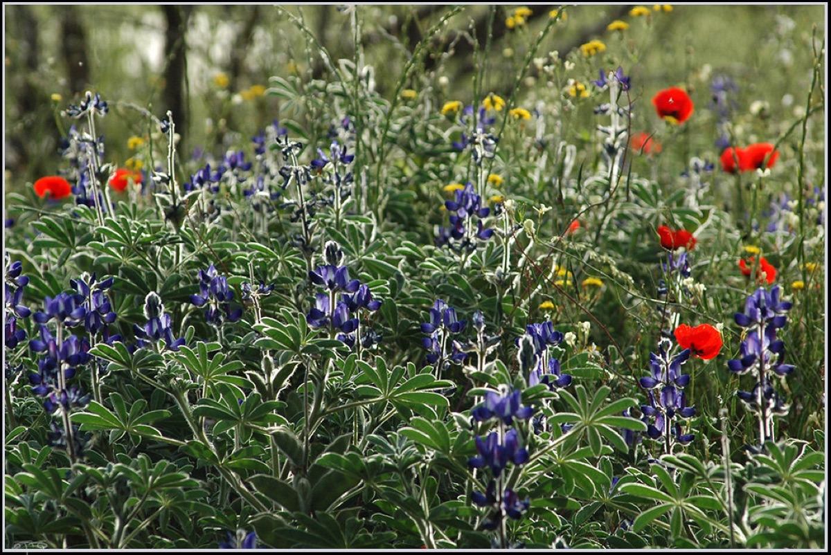 Une prairie sauvage en pleine floraison, soulignant la beauté naturelle et l'essence du parfum des fleurs wild