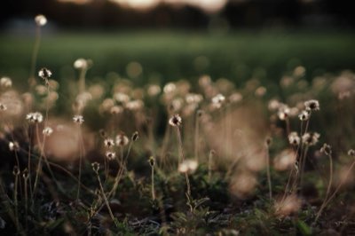Primavera Selvaggia: Le Note di Testa dei Fiori al Primo Respiro