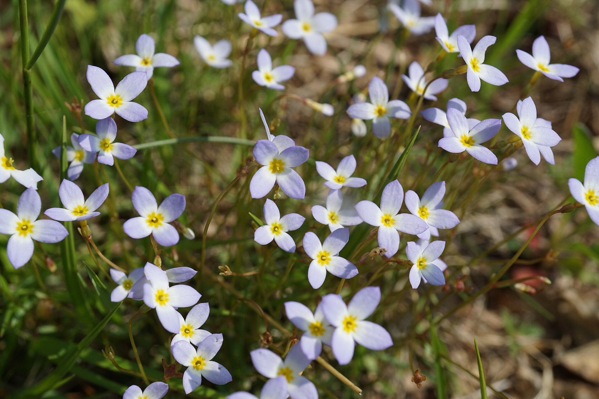 fiori selvatici in fiore