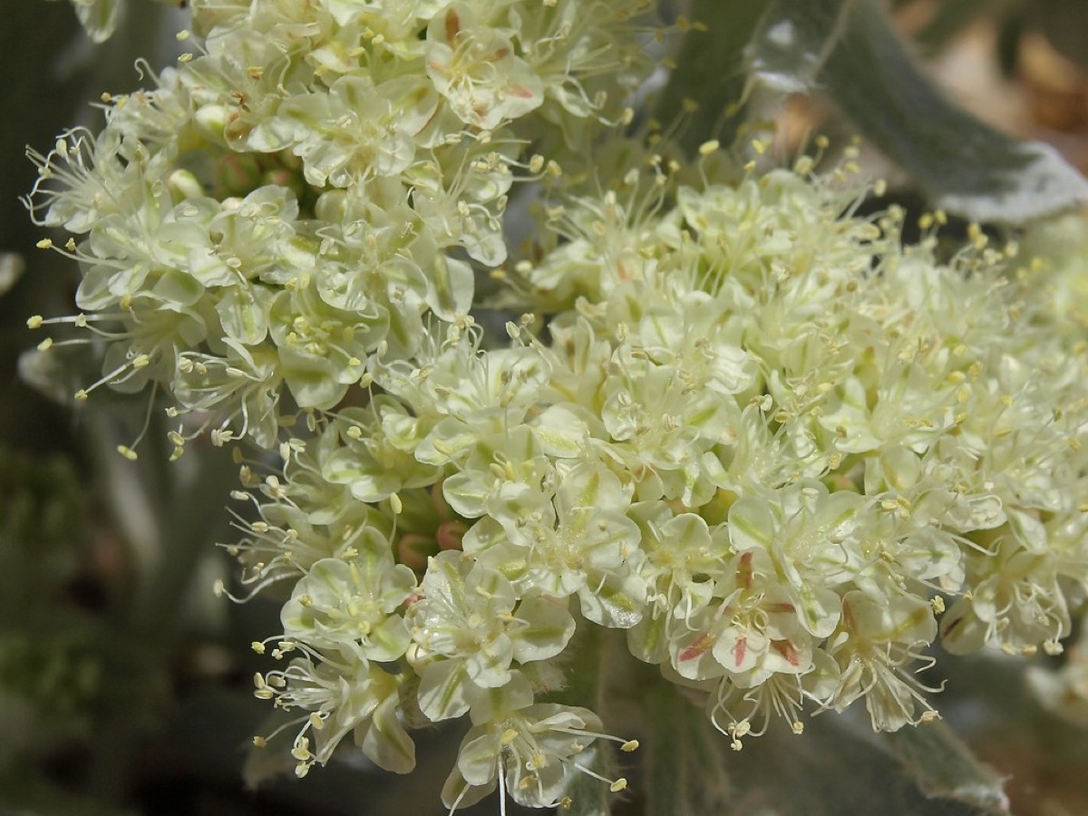 野の花の乾燥した状態