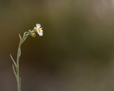 Top-, hart- en basisnoten: De reis door wilde bloemgeuren