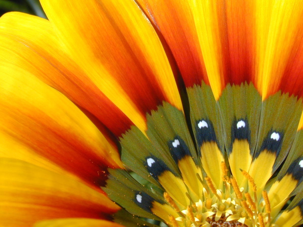 campo de flores selvagens no amanhecer