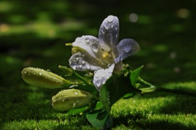90% de plantas: Cómo el aroma asegura su dominio global