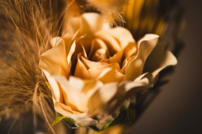 花の香りの進化：植物の生存戦略と人類文明の交差点完全ガイド