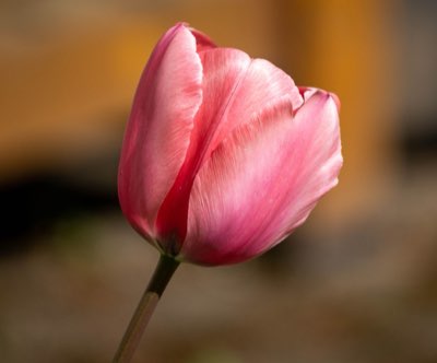 Van Egypte tot parfum: De rol van bloemengeur in cultuur