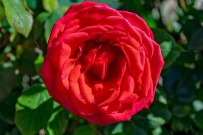 90% das plantas: Como o perfume garante a sobrevivência vegetal
