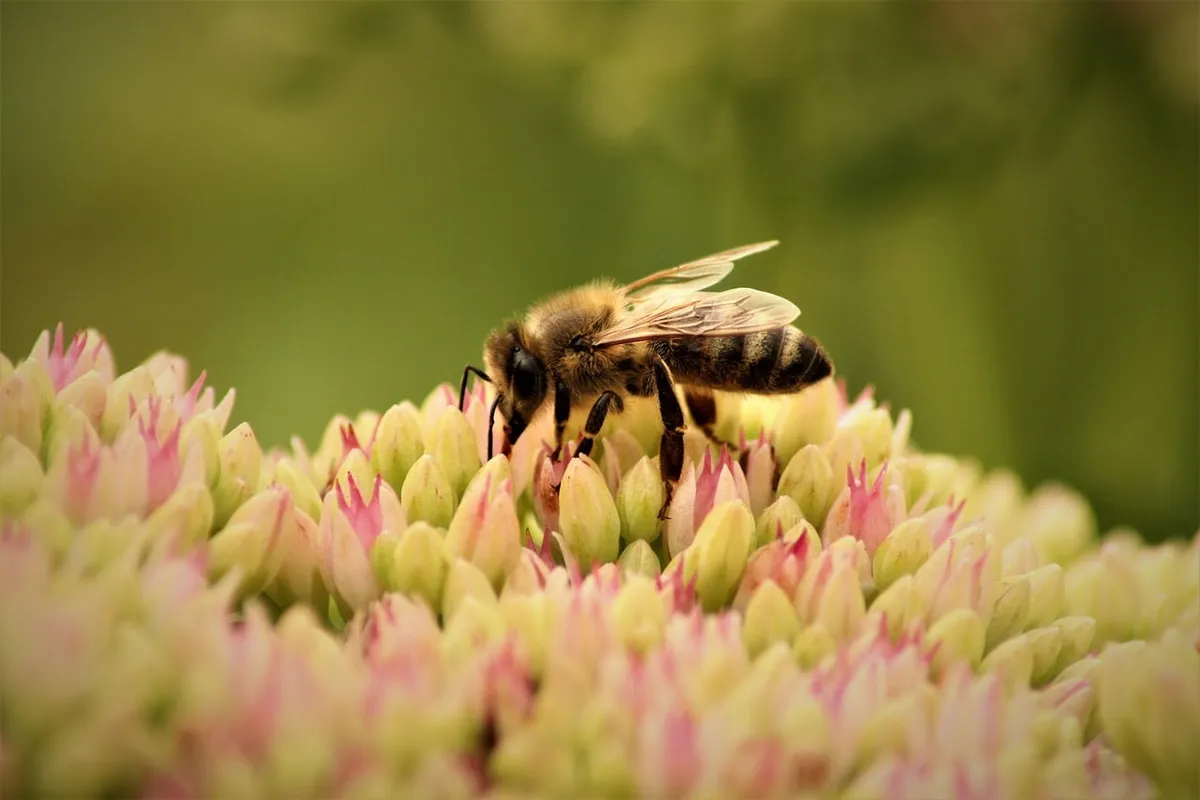 bee, flower background, honey bee, insect, pollination, flower, wild bee, honey, environment, macro photography, spring, garden, nature, ecology, nectar, biodiv