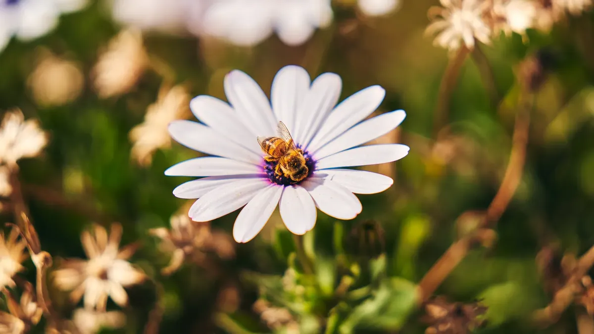 Close-up of a bee on a white daisy flower in a sunny spring garden.