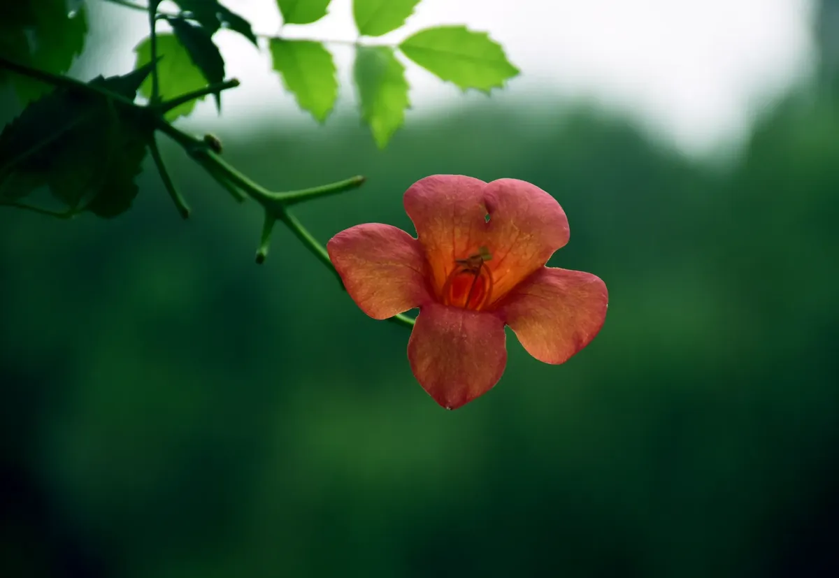 A solitary orange flower blooms vibrantly against a lush green background.