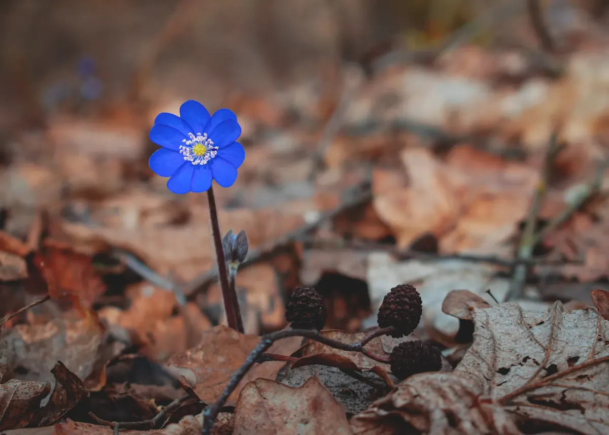 Close-up of a vivid blue flower growing through fallen autumn leaves, showcasing nature's resilience.