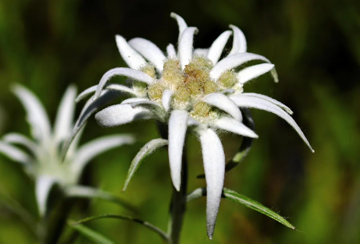 flower, edelweiss, alpine edelweiß, alpine flower, beautiful flowers, white, mountains, protected, fluffy, rare, natural reserve, close up, flower wallpaper, ma