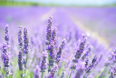 Flower growth factors guide: Why flowers die vs vegetables