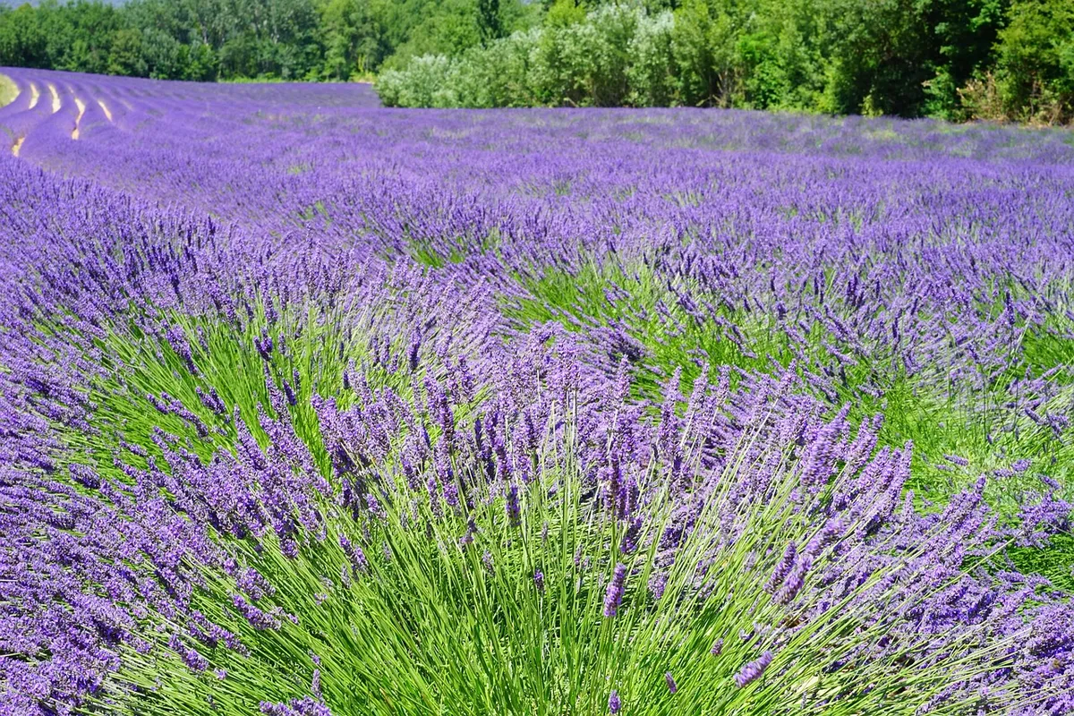 ローティン、花、ローティン畑、花ウォールペイパー、紫の花、咲き誇る、咲き誇る、フローラ、自然、ローティンの花、ローティンの栽培、農業、ワイルド