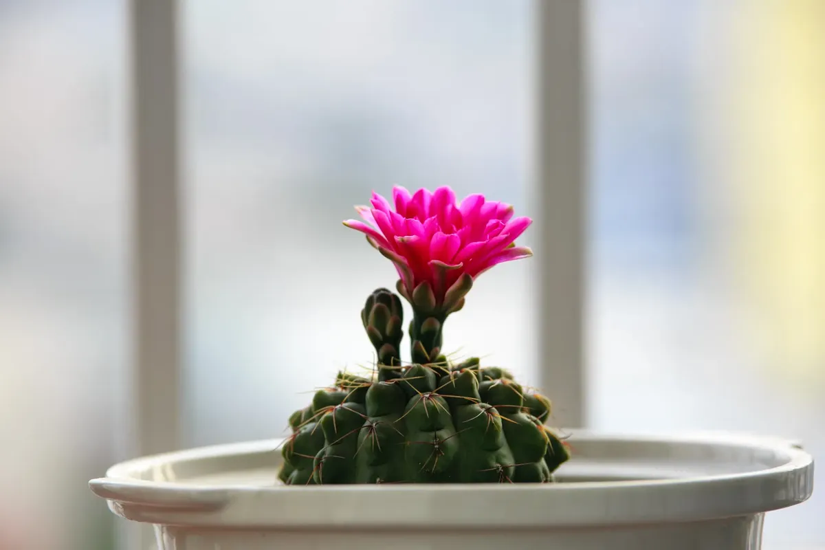 Vibrant pink cactus flower blooming indoors in a white pot with soft background.