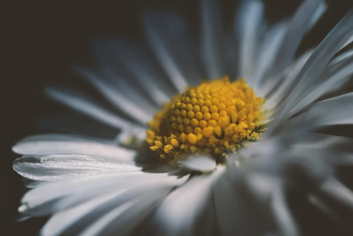 daisy, flower, petals, flower wallpaper, stamen, flower background, garden, beautiful flowers, spring, nature