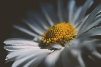 Flower language history: Guide to symbolic meanings