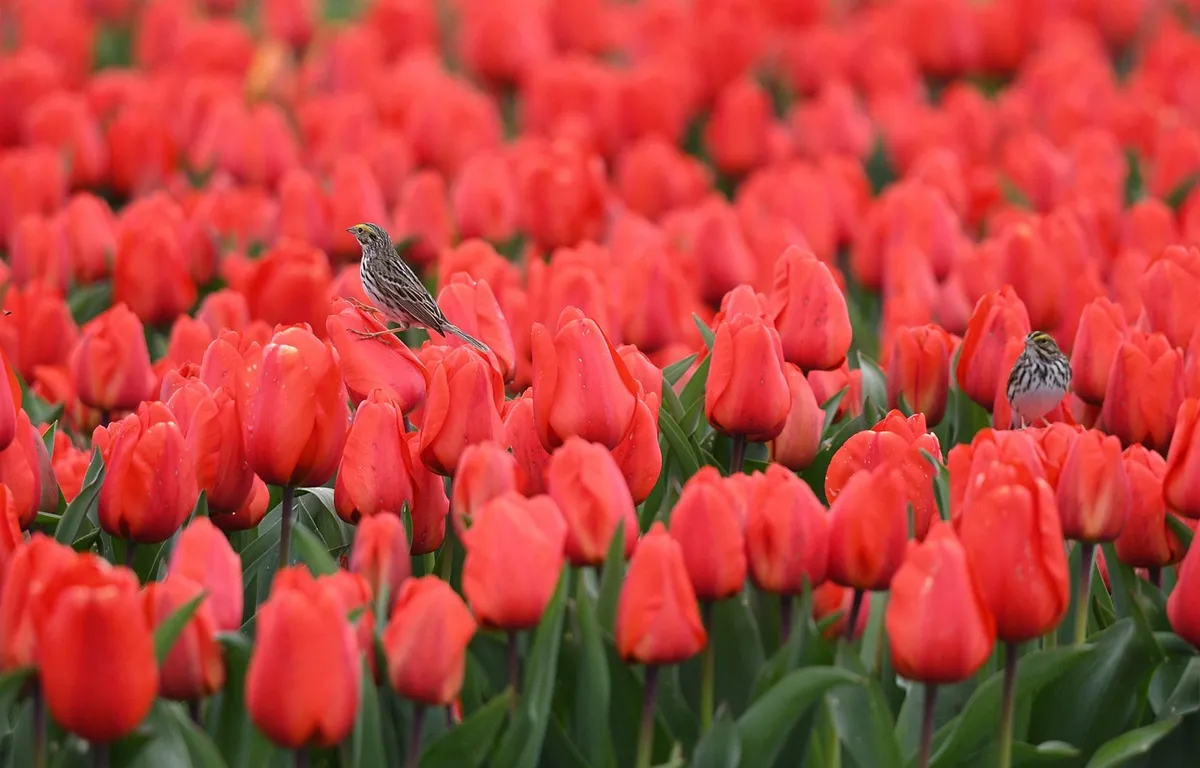 スカジットバレーのユリ祭り、ユリ、花写真、花、自然、自然写真、春、田園、屋外、美しい花、花の裏