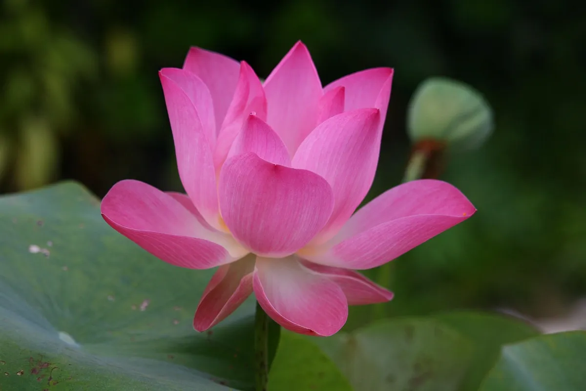 ランタウ、ランタウの花、ランタウの花のタトゥー、ランタウの花のタトゥーの意味、青いランタウの花、ランタウの花の描き方、ランタウの花のバーボン、ランタウの花のバーボン