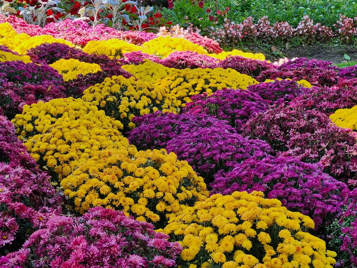 Observe fall bloom physiological traits: Why They Matter