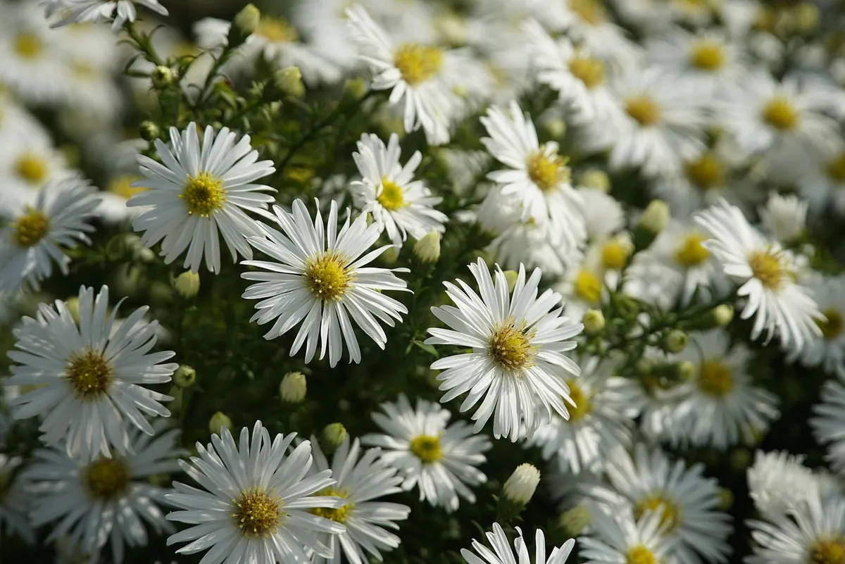 aster, flower background, white aster, flower wallpaper, flowers, autumn, beautiful flowers, fall, nature, botany, bloom, blossom, petals