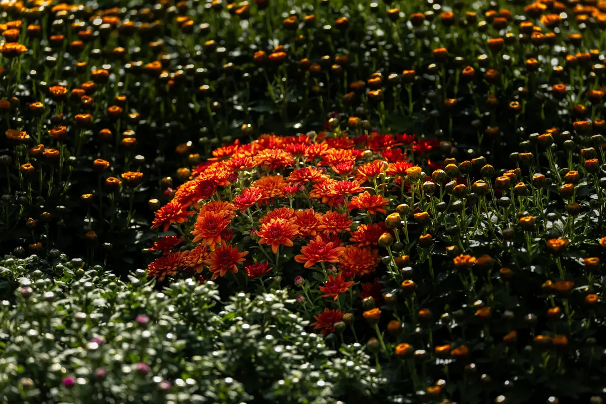 Bright orange chrysanthemums bloom amidst dark greenery, highlighting autumn's beauty.