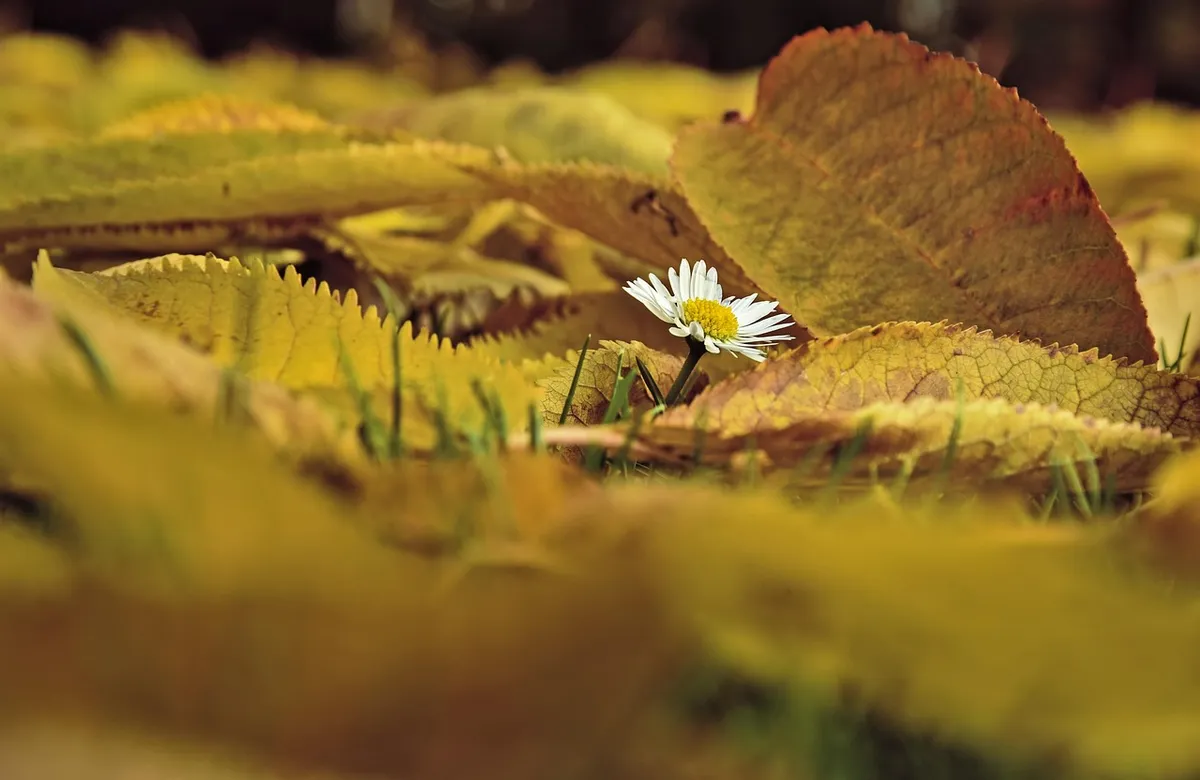 daisy, flower, leaves, autumn, flower wallpaper, foliage, autumn leaves, autumn foliage, autumn colors, autumn season, fall foliage, beautiful flowers, fall lea