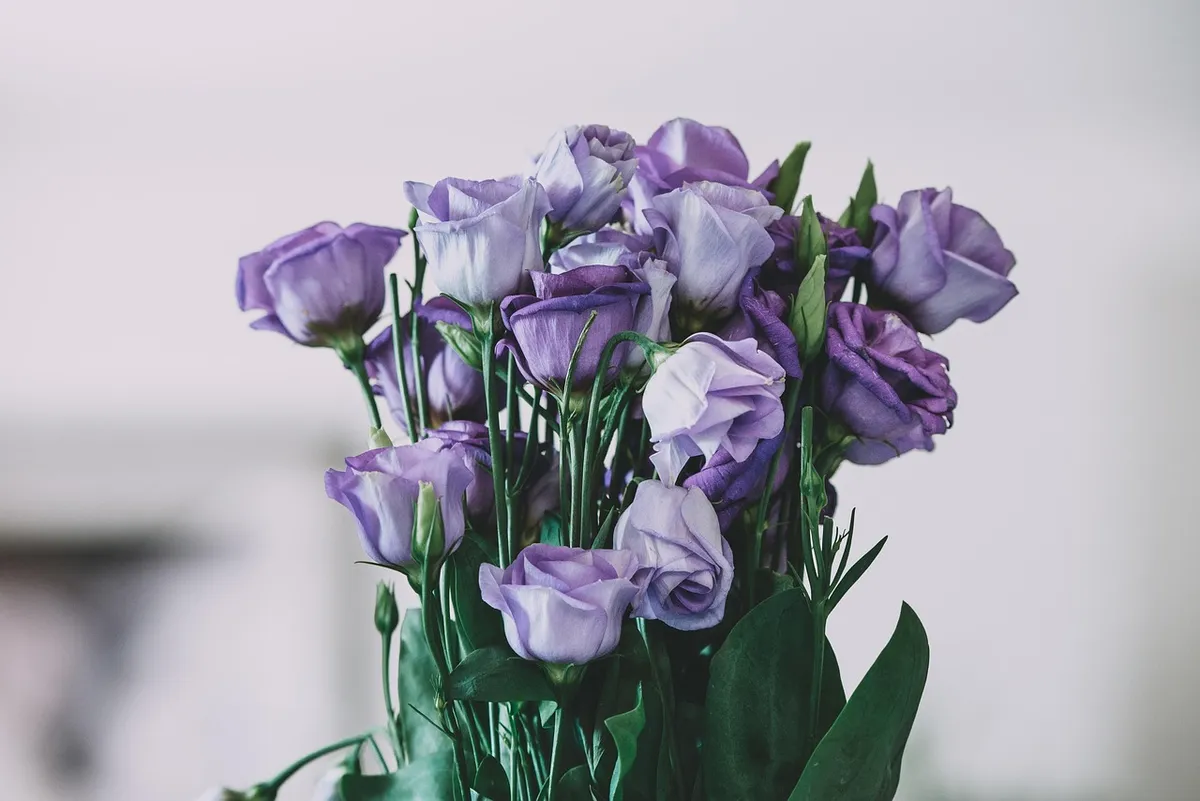 purple roses, purple flowers, flower background, bouquet, floral arrangement, flora, roses, bunch of roses, bunch of flowers, nature, flower wallpaper, decorati