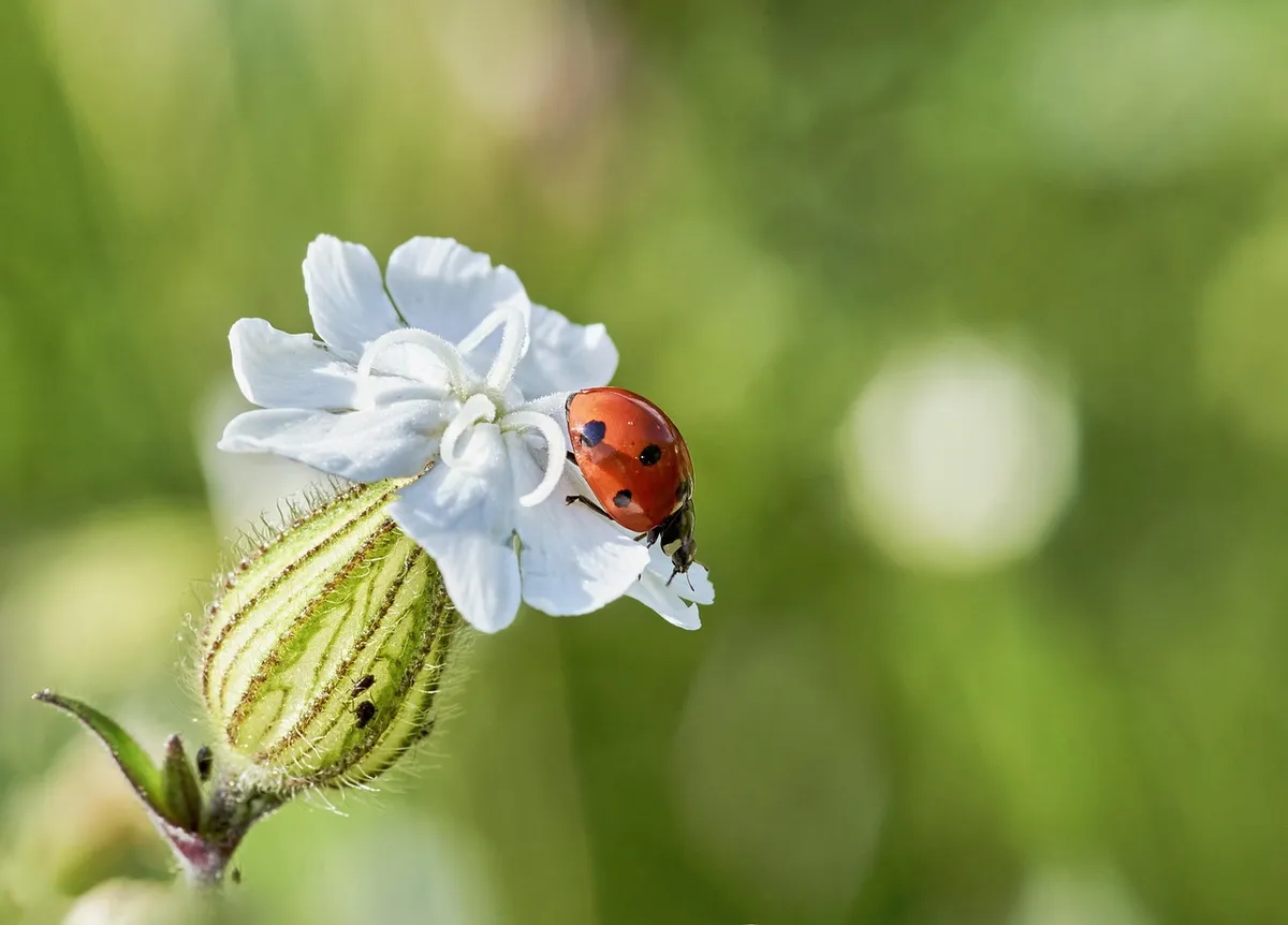 ladybug, flower background, nature, beautiful flowers, flower, insect, flower wallpaper, macro, close up