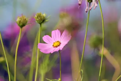 Seasonal flower physiology: Guide to managing bloom scale