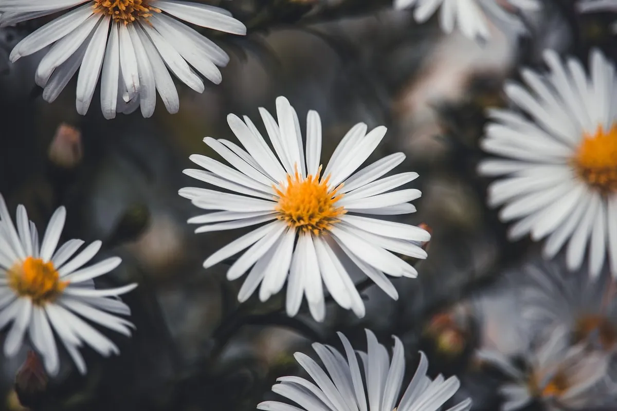 aster, beautiful flowers, flower, floral background, white flowers, 4k wallpaper, free wallpaper, garden, mac wallpaper, autumn, nature, nature background, blos