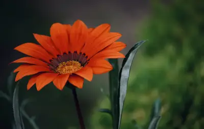 開花 植物の生理的特徴 30% 色素が示す生命のガイド 花の生理的特徴 開花