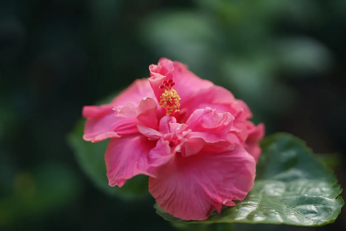 鮮やかなピンクのヒビスクスの花のクローズアップ。繊細な花びらと鮮やかな色合いを表現しています。