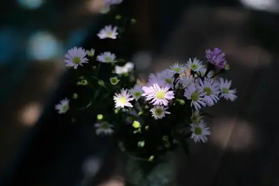 Qual o segredo para manter vasos com flores sempre frescos?