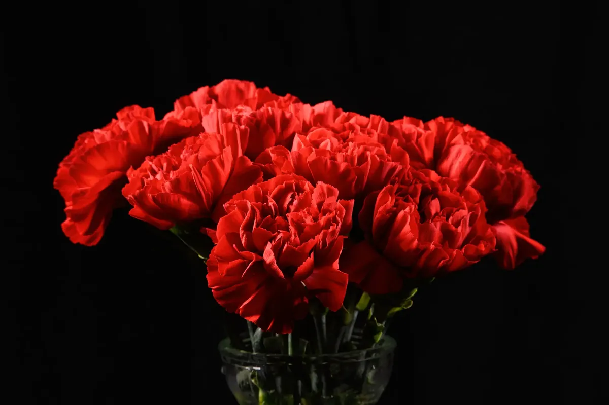 A bouquet of fresh red carnations on a black background, creating a vivid, romantic atmosphere.