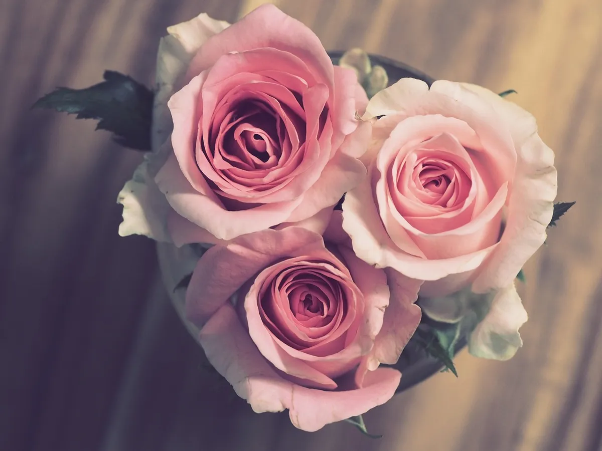 roses, pink, flowers, nature, bouquet, romantic, wedding, flower background, marriage, anniversary, gift, beautiful flowers, flower wallpaper, celebration, enga